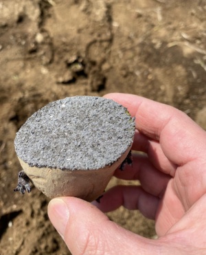 ジャガイモ 種芋に草木灰を付ける