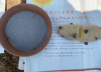 ジャガイモ 種芋を切る