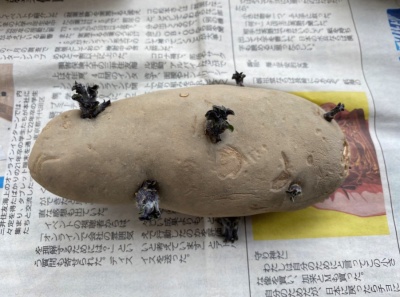 メークイン 種芋