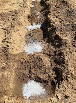 ジャガイモ 植え付け