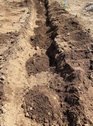 ジャガイモに土を被せる