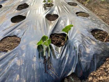 オクラ 間引き後