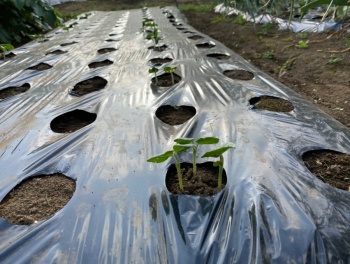 オクラ 間引き前