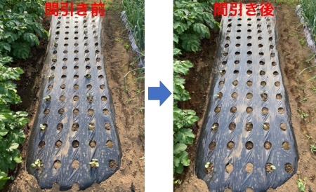オクラ 間引き前と後の比較