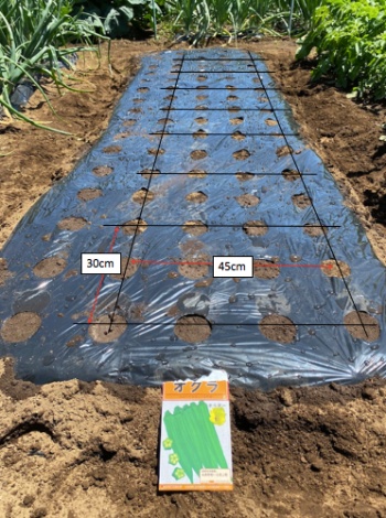 オクラ 種蒔き後