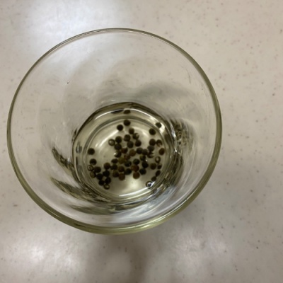 オクラの種を水に浸す