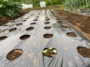 オクラ 種蒔き１週間後