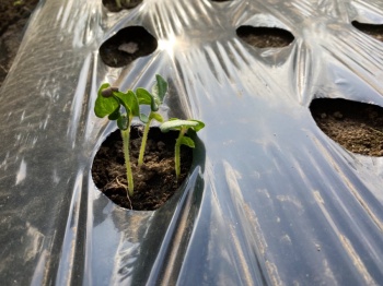 オクラ 皮がついた苗