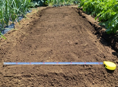 オクラ 種蒔き 畝