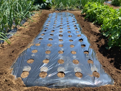 オクラ 種蒔き マルチシート貼り