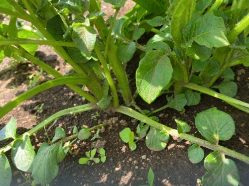ジャガイモ 芽かき前