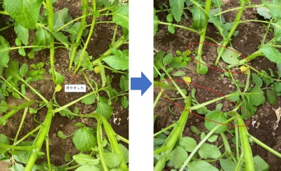 ジャガイモ 芽かき前と後