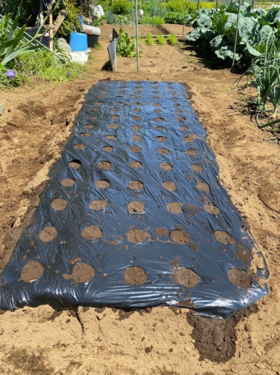 チンゲンサイ 水撒き