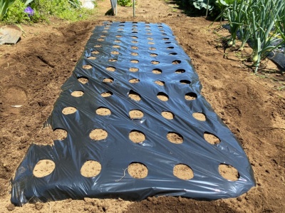 チンゲンサイ 畝にマルチシートを敷く