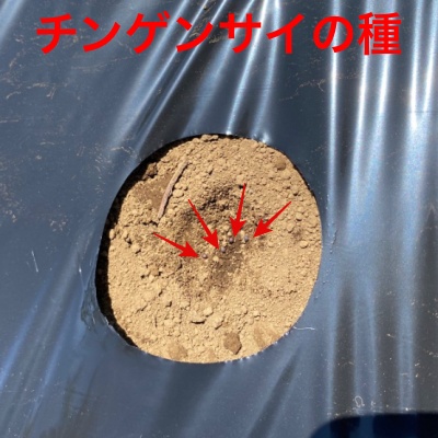 チンゲンサイ 種まき