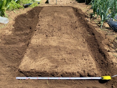 チンゲンサイ 畝完成