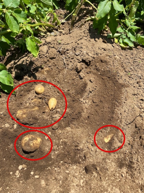 ジャガイモの収穫