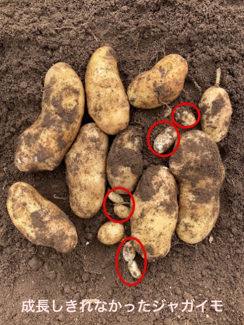 ジャガイモの収穫