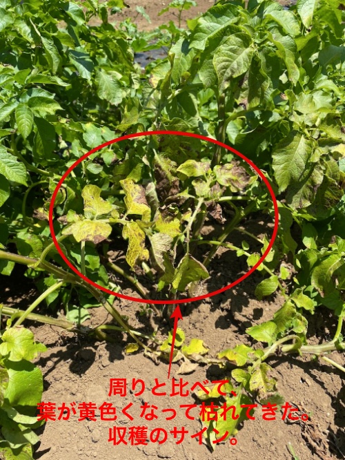 ジャガイモの収穫