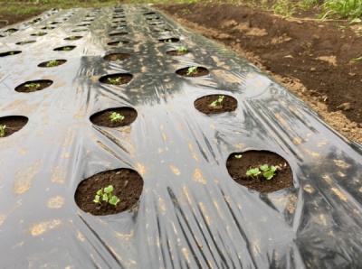 チンゲンサイ 栽培