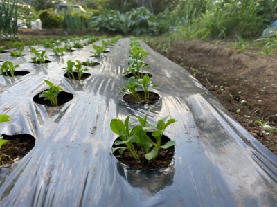 チンゲンサイ 栽培