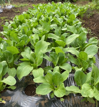 チンゲンサイ 栽培