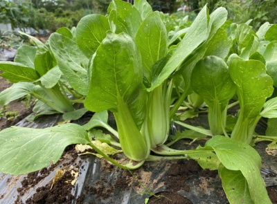 チンゲンサイ 収穫