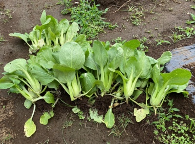 チンゲンサイ 収穫