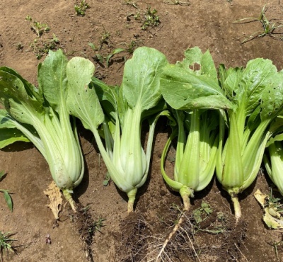 チンゲンサイ 収穫