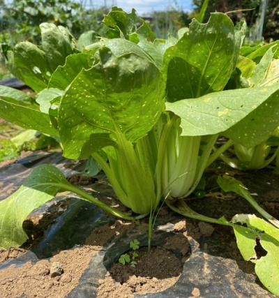 チンゲンサイ 収穫