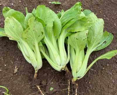 チンゲンサイ 収穫