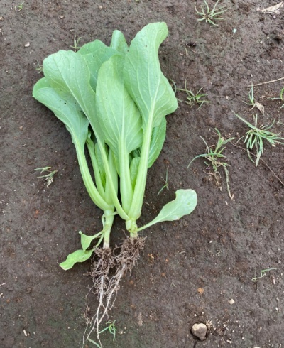 チンゲンサイ 間引き
