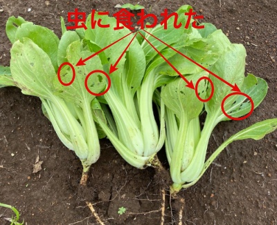 チンゲンサイ 虫食い