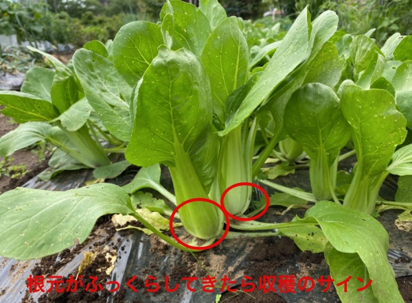 チンゲンサイ 収穫